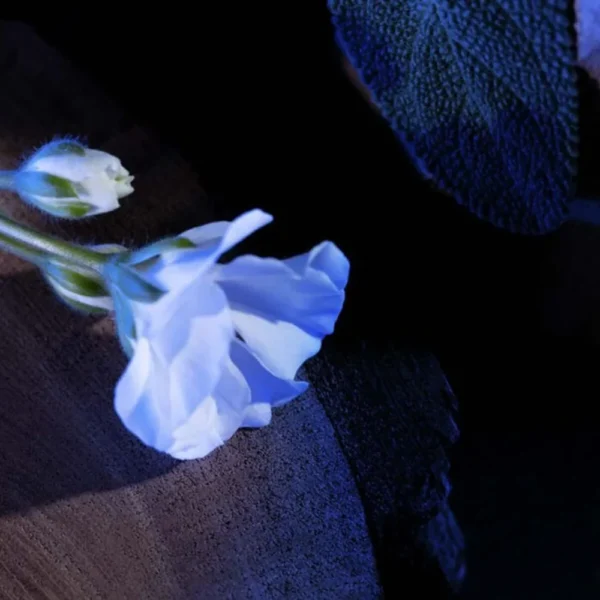 Yves Saint Laurent Y Eau De Parfum 100ml campaign image with a blue flower